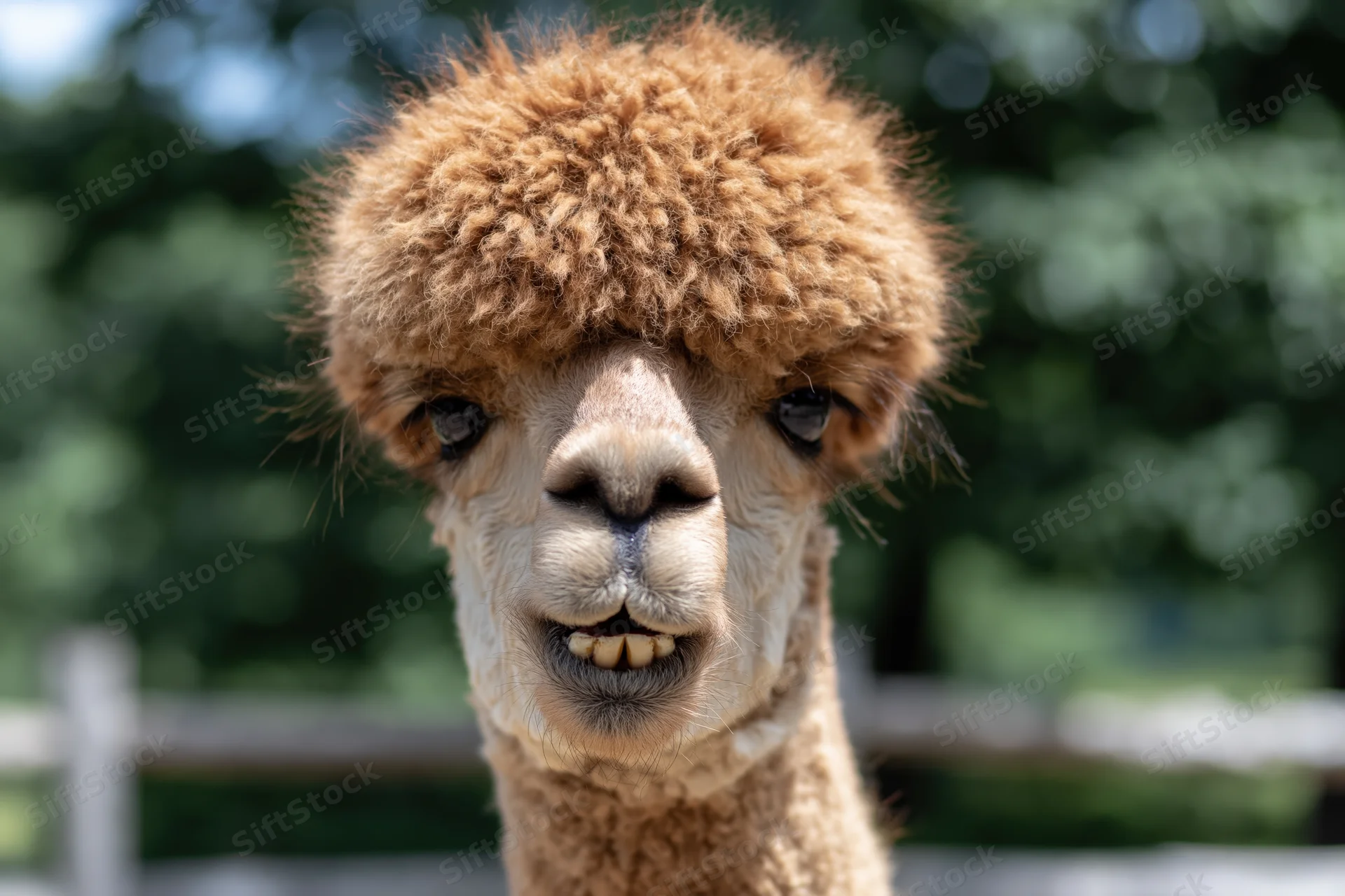 Alpaca facing camera with mouth slightly open showing teeth in outdoor setting