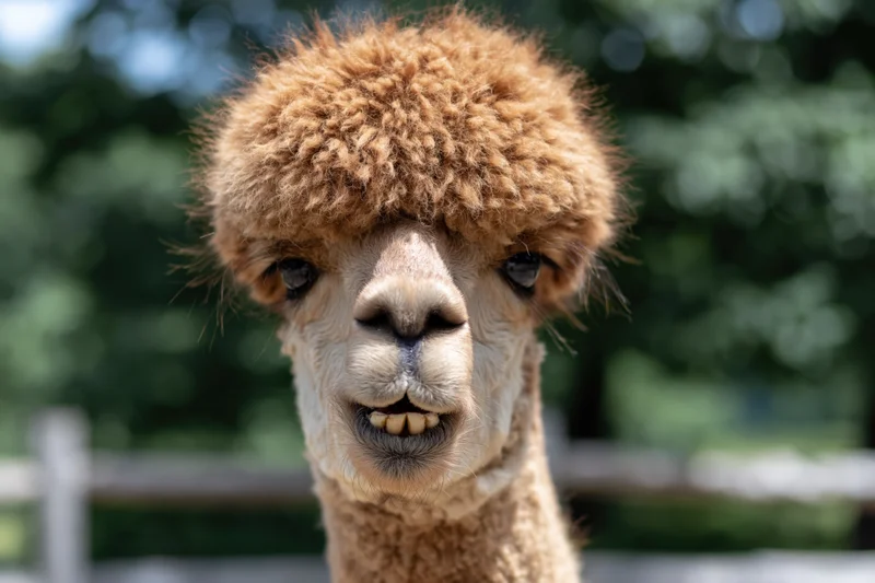 Alpaca facing camera with mouth slightly open showing teeth in outdoor setting