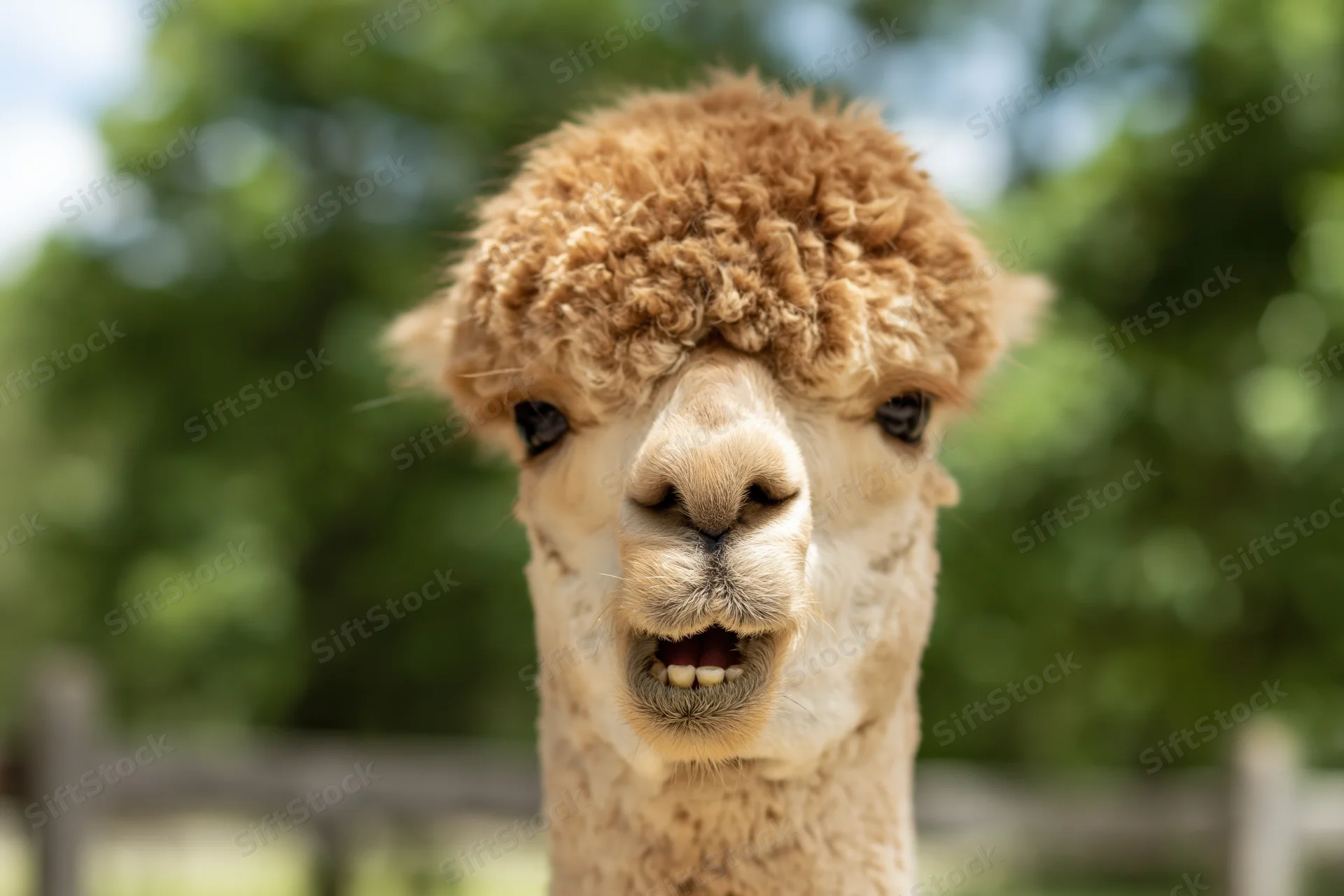 Alpaca facing camera with mouth slightly open showing teeth in a fenced outdoor setting