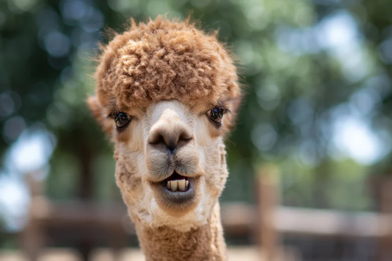 Alpaca facing camera with mouth slightly open showing teeth in outdoor enclosure