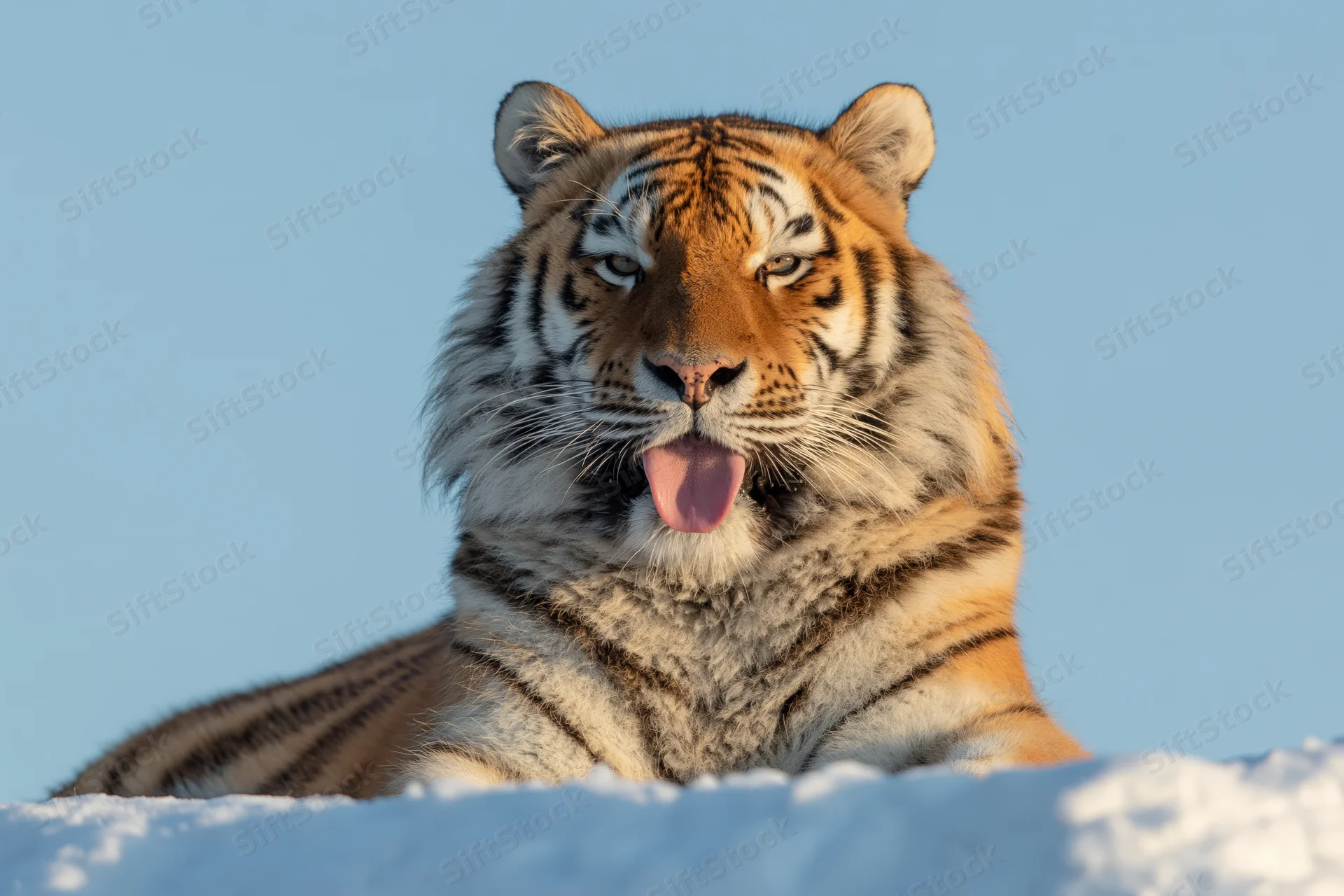 Amur tiger lying on snow with mouth open and tongue out