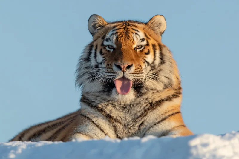 Amur tiger lying on snow with mouth open and tongue out