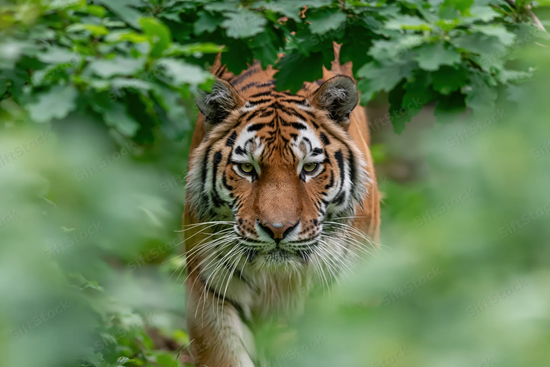 Amur tiger walking directly toward camera through dense green foliage in forest habitat