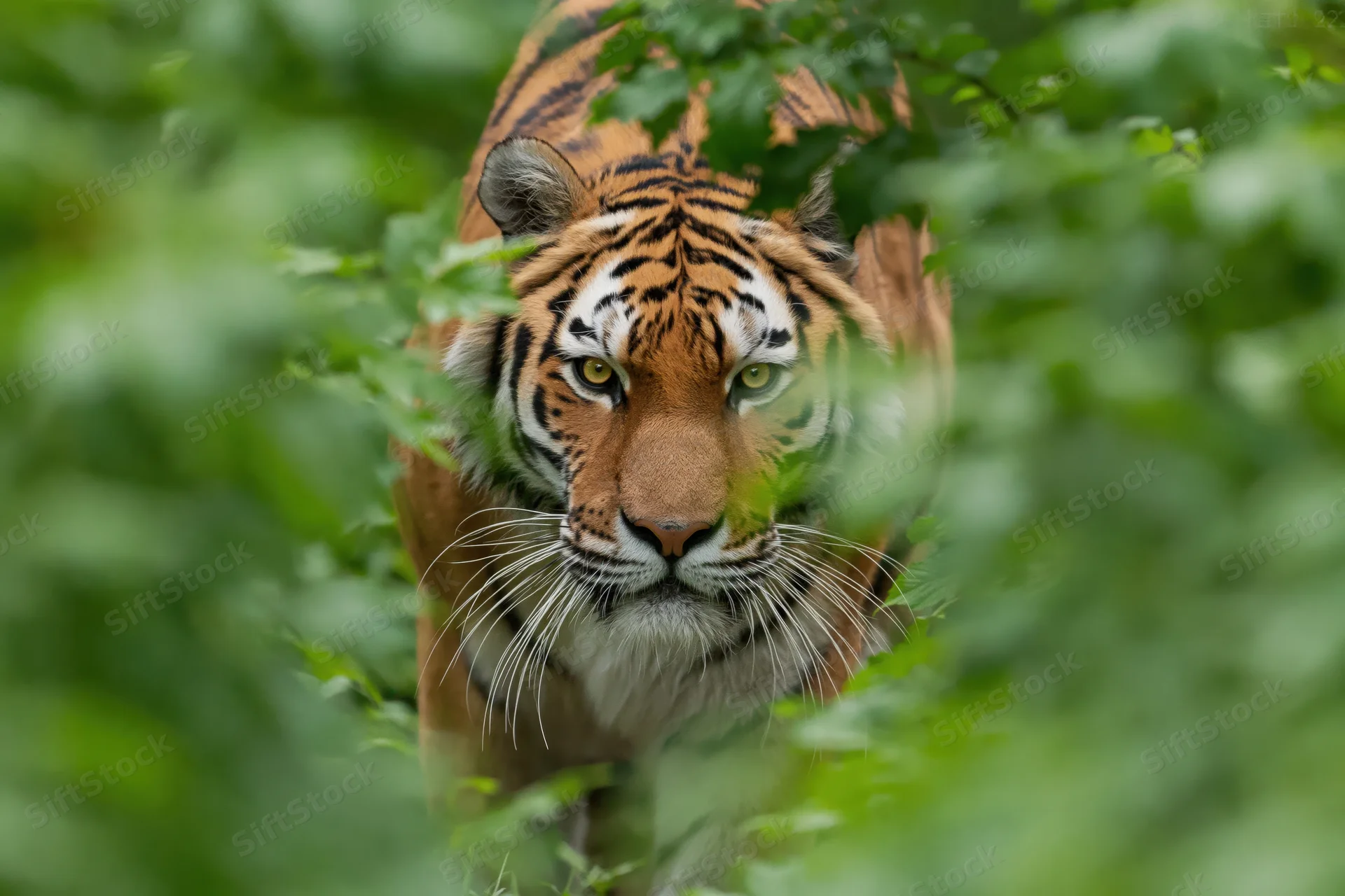 Amur tiger moving forward through dense green foliage in natural habitat