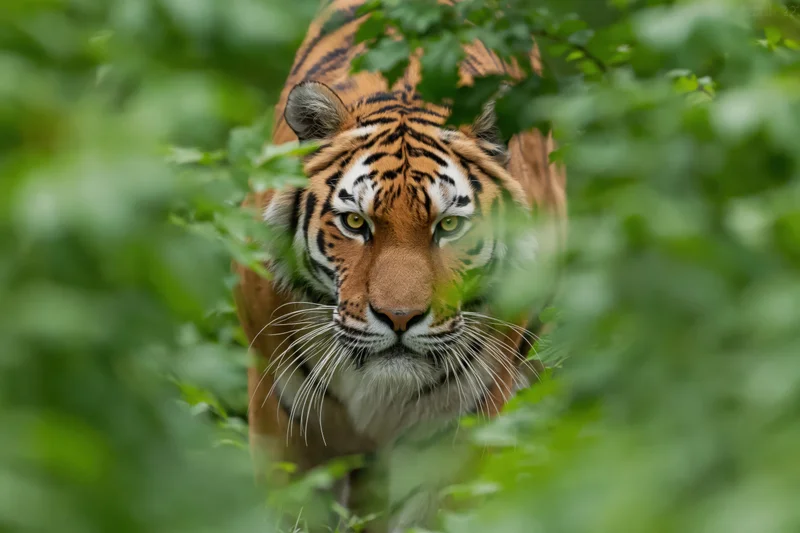 Amur tiger moving forward through dense green foliage in natural habitat