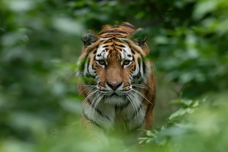 Amur tiger walking directly toward camera through dense green foliage in forest habitat