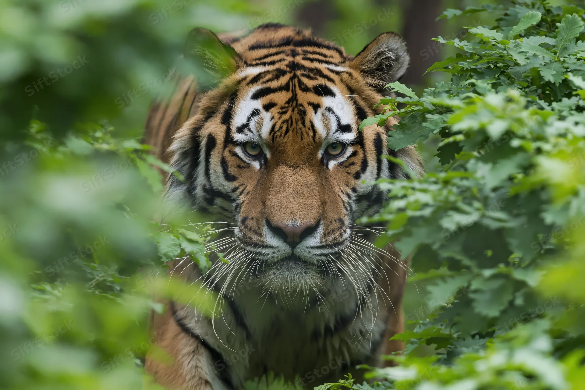 Amur tiger emerging through dense green foliage in forest habitat, staring directly at camera
