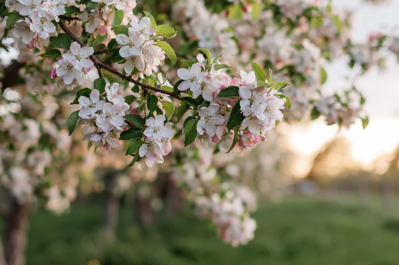 Close-up of apple tree branch with white and pink blossoms in spring garden