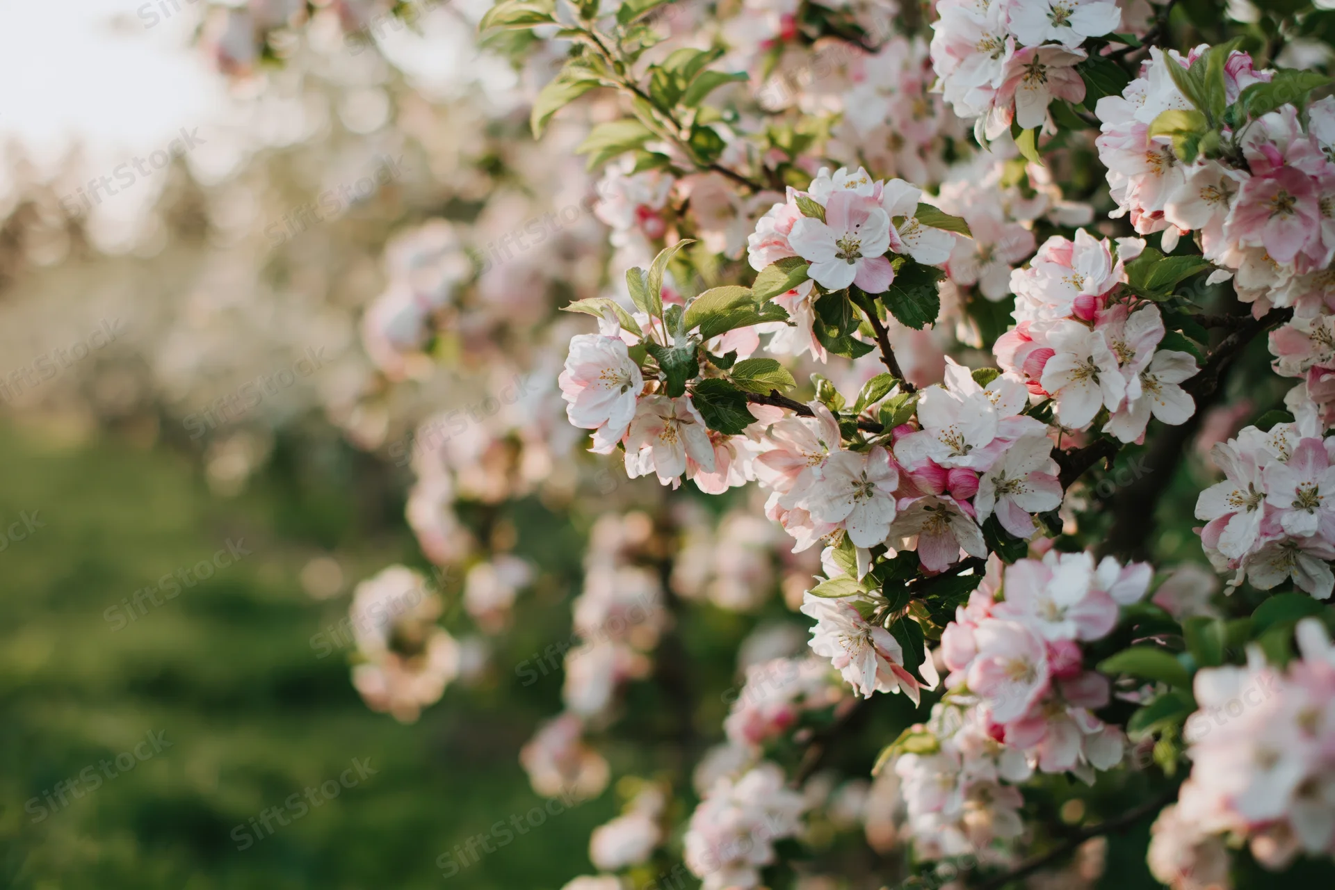 Close-up of apple tree branch with pink and white blossoms in spring garden