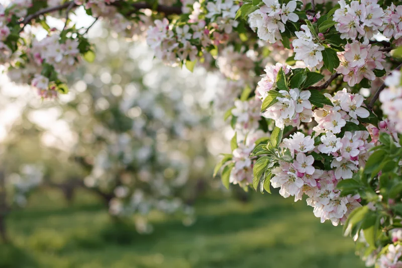 Apple tree branch with white and pink blossoms in spring garden