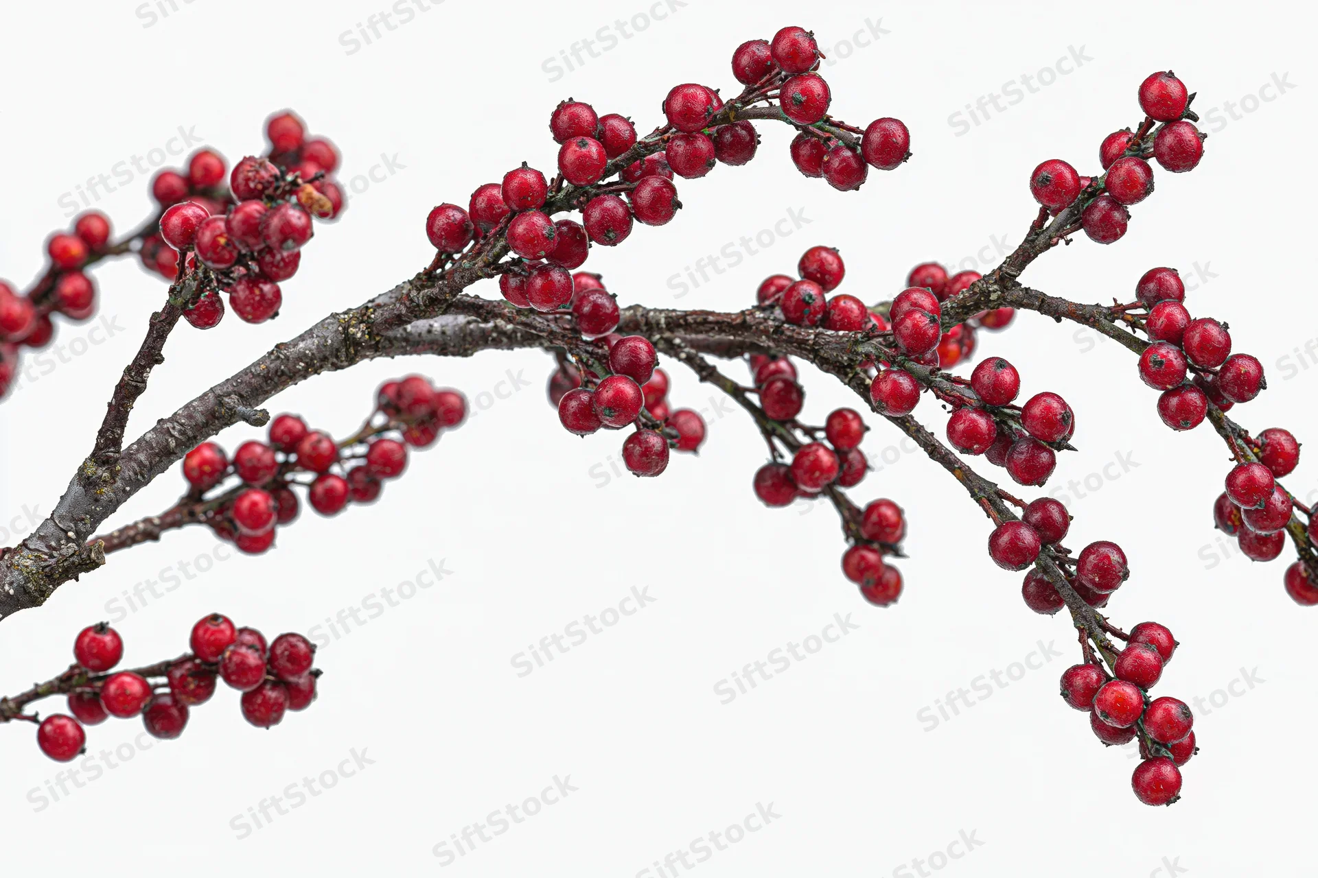 Bare winter branch with clusters of small red berries isolated on white background