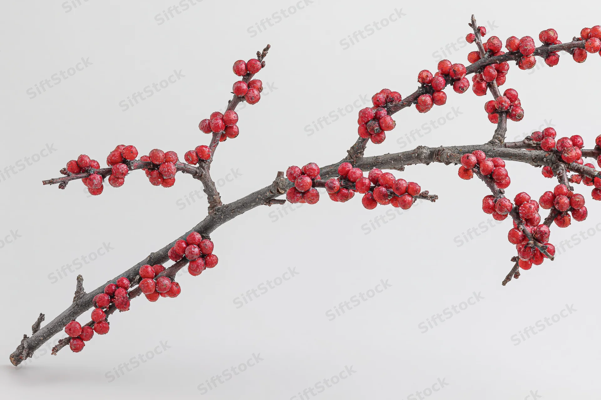Bare winter branch with small red berries isolated on white background