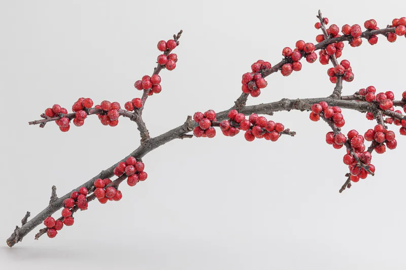 Bare winter branch with small red berries isolated on white background