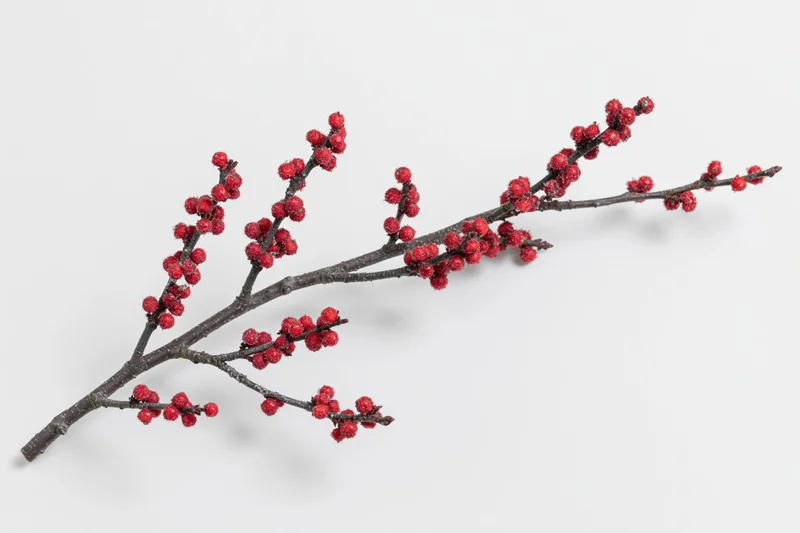 Bare winter branch with small red berries on white background