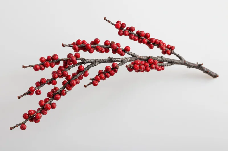 Bare winter branch with small red berries isolated on white background