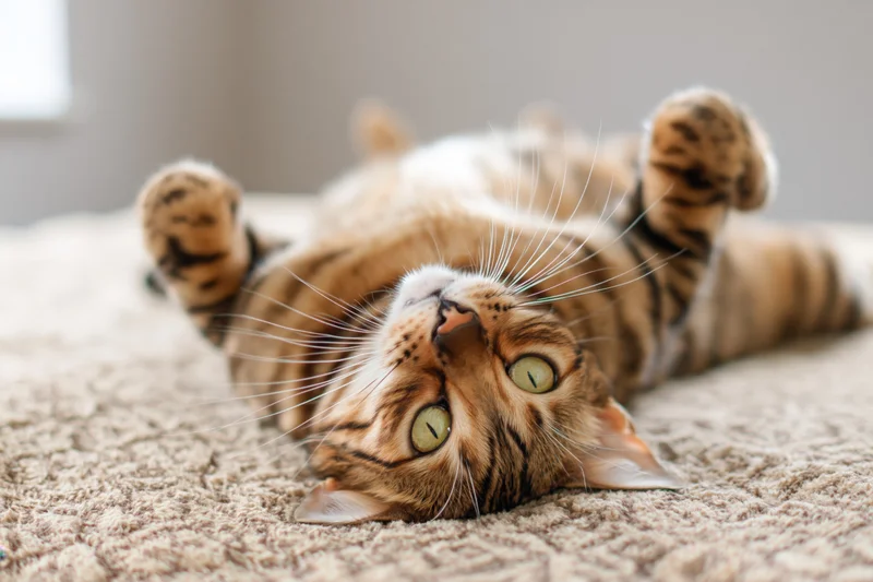 Bengal tabby cat lying on its back on a beige carpet with paws raised and green eyes looking up