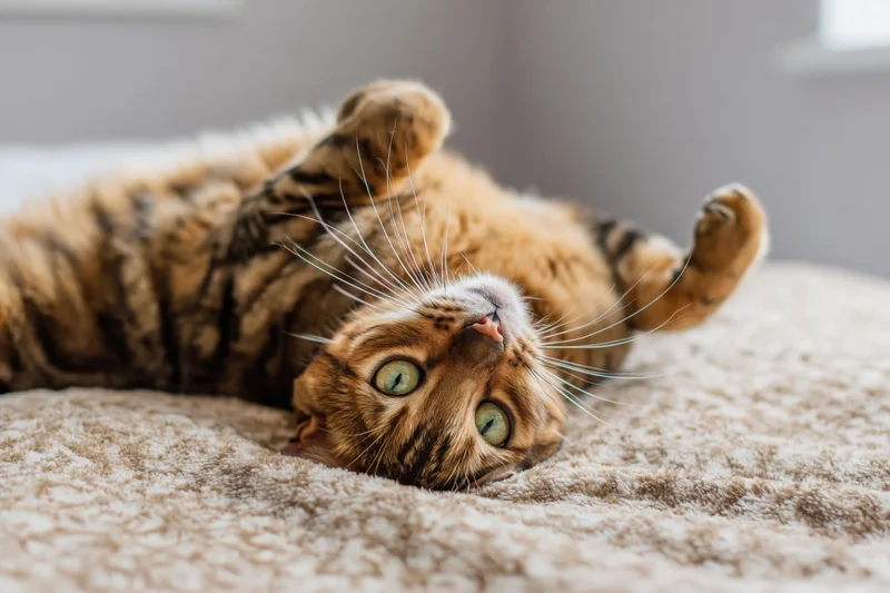 Bengal tabby cat lying on its back on a bed with paws raised and green eyes looking up