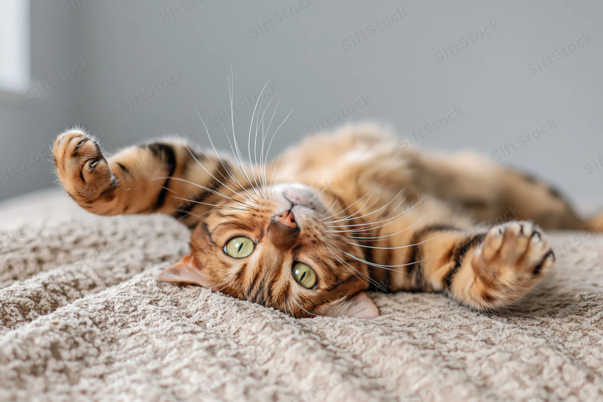 Bengal tabby cat lying on its back on a bed with paws raised and green eyes looking up