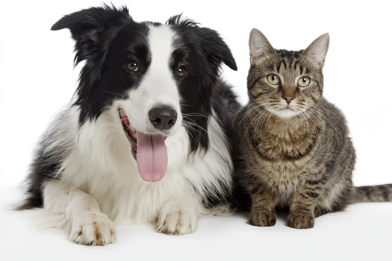 Black and white border collie lying with tongue out beside a tabby cat on white background