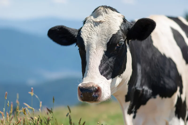 Black and white holstein cow facing camera in a grassy pasture with mountains in the background