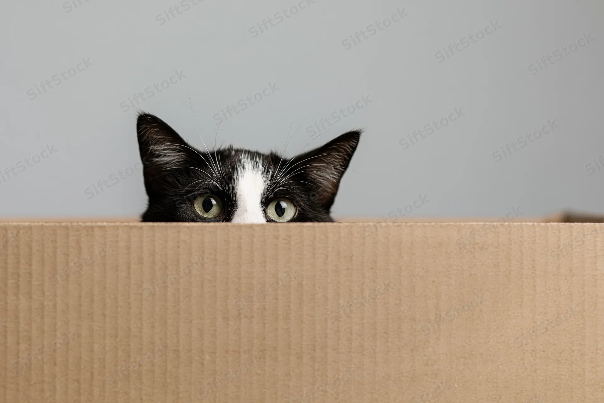 Tuxedo cat peeking over edge of cardboard box indoors