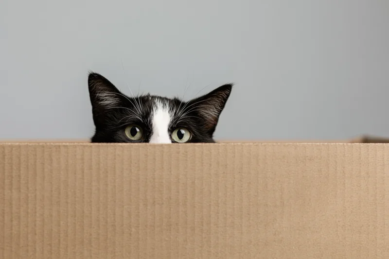 Tuxedo cat peeking over edge of cardboard box indoors