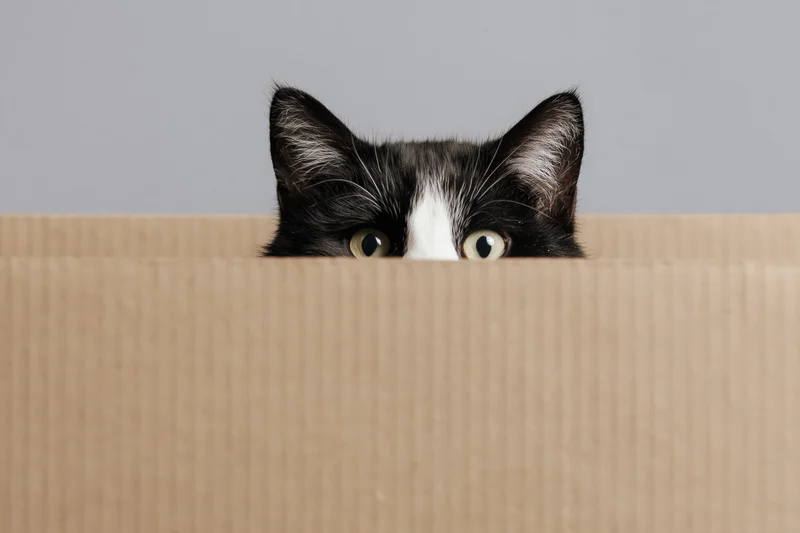 Black and white tuxedo cat peeking over edge of cardboard box
