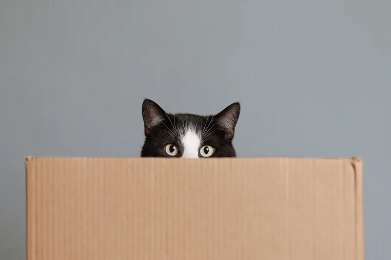 Black and white tuxedo cat peeking over edge of cardboard box against gray background