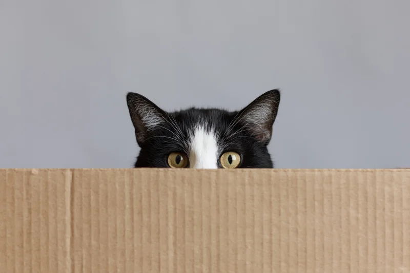 Tuxedo cat peeking over edge of cardboard box indoors