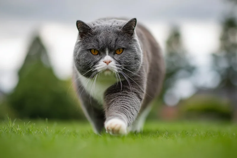 Gray and white british shorthair cat walking toward camera on green grass in garden
