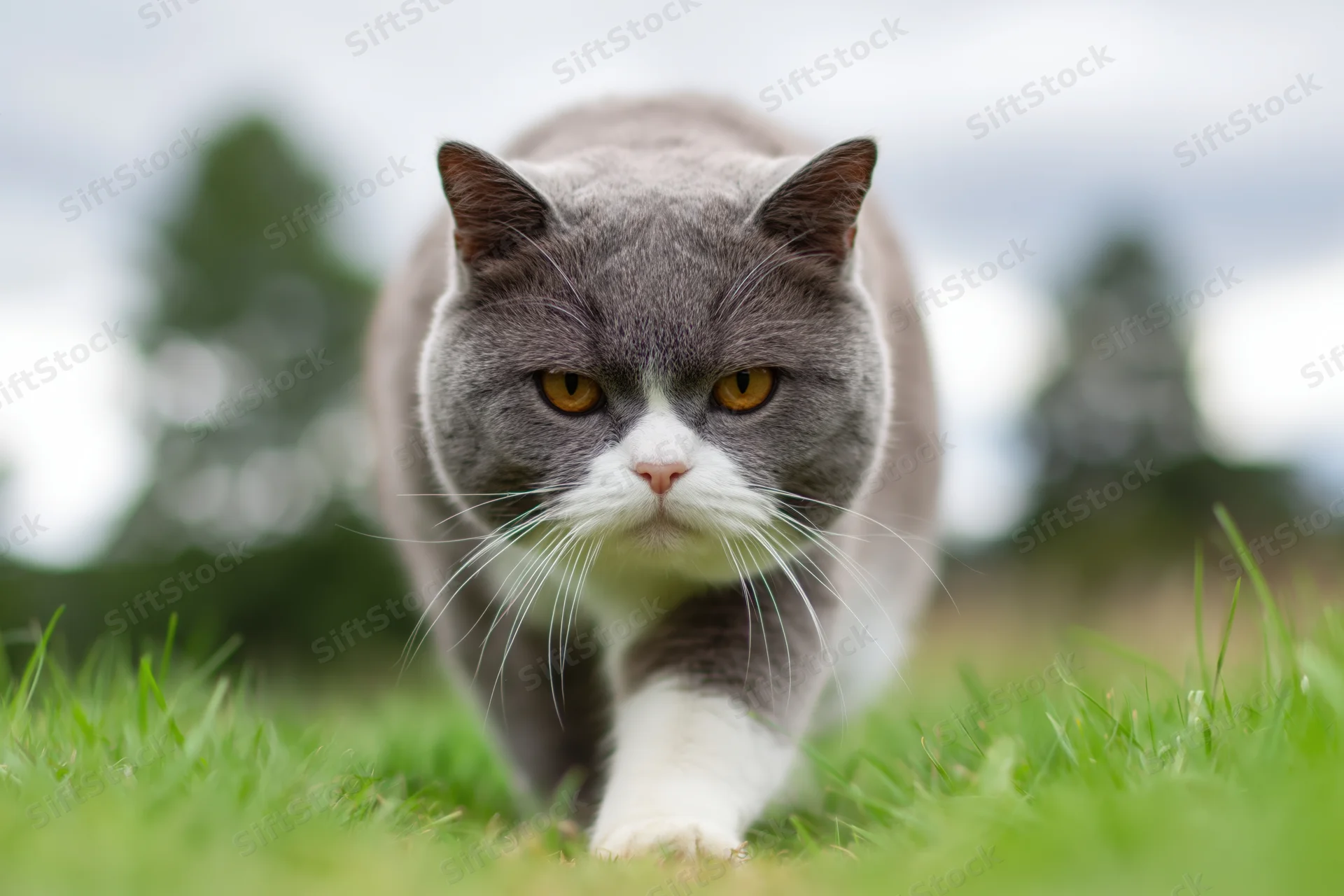 Gray and white british shorthair cat walking toward camera on green grass in outdoor setting