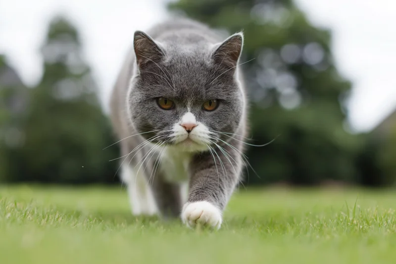 Gray and white british shorthair cat walking toward camera on green grass in outdoor setting