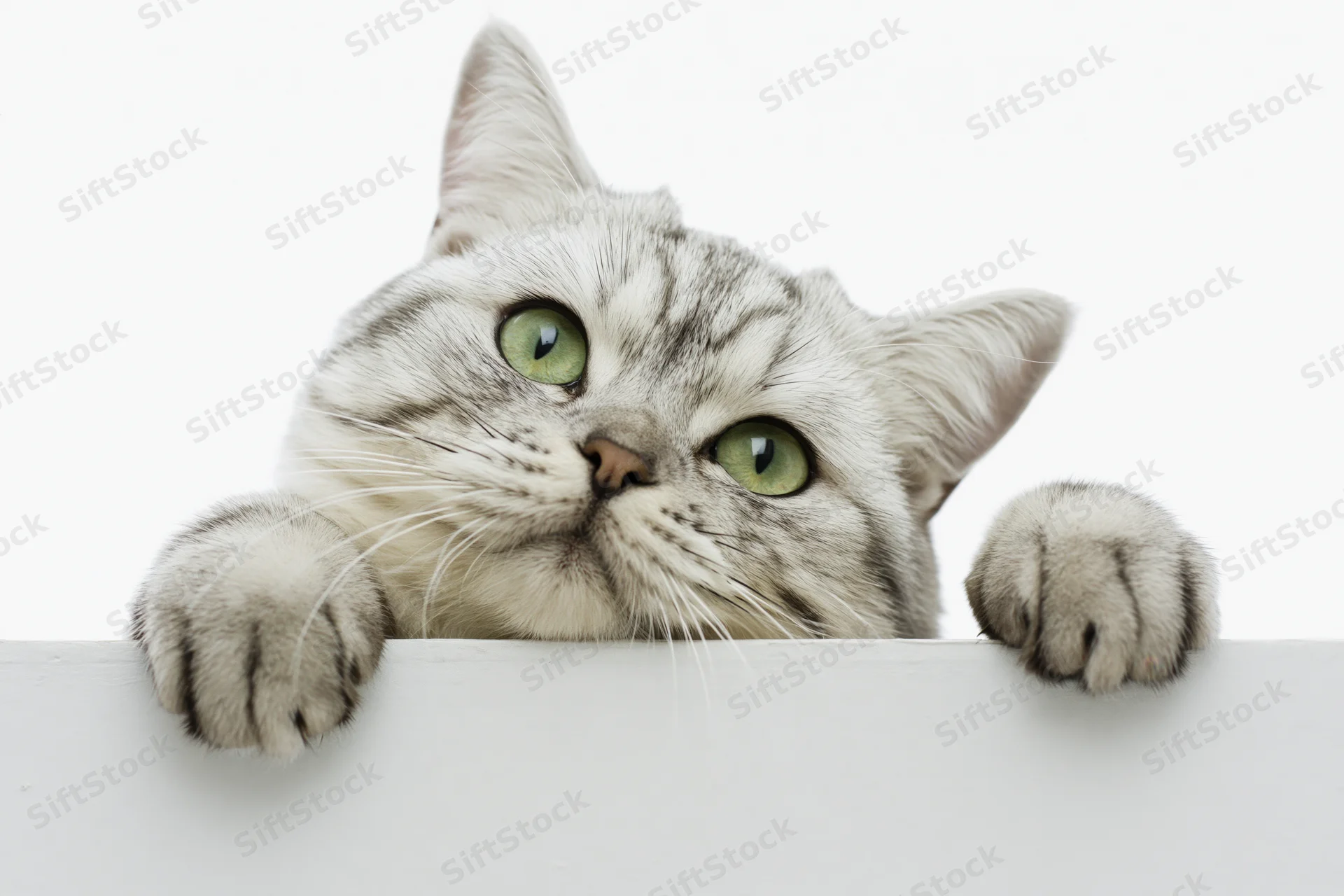 Silver tabby british shorthair cat peering over white surface with paws and green eyes visible