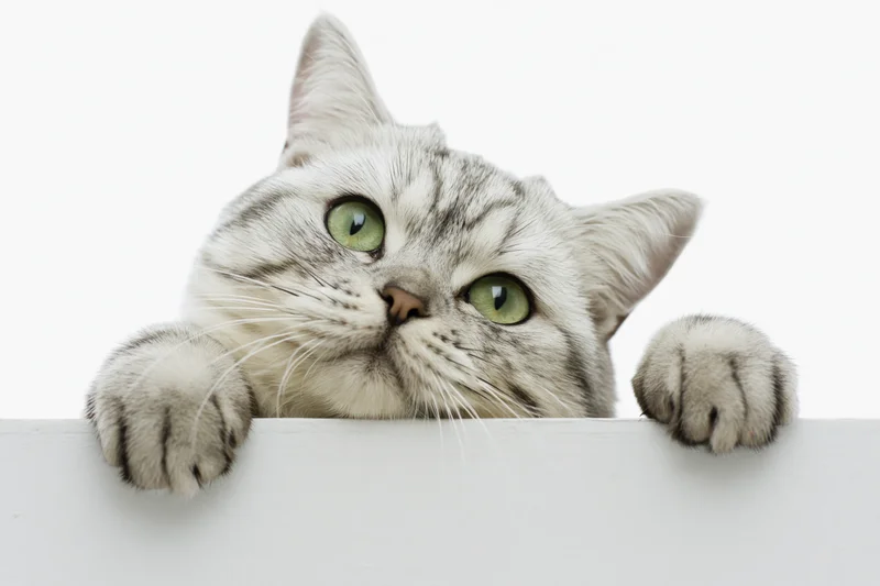 Silver tabby british shorthair cat peering over white surface with paws and green eyes visible