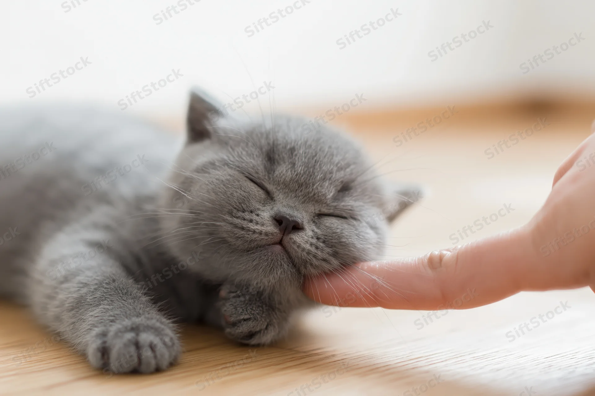Gray british shorthair kitten sleeping on wooden floor being gently touched by a finger