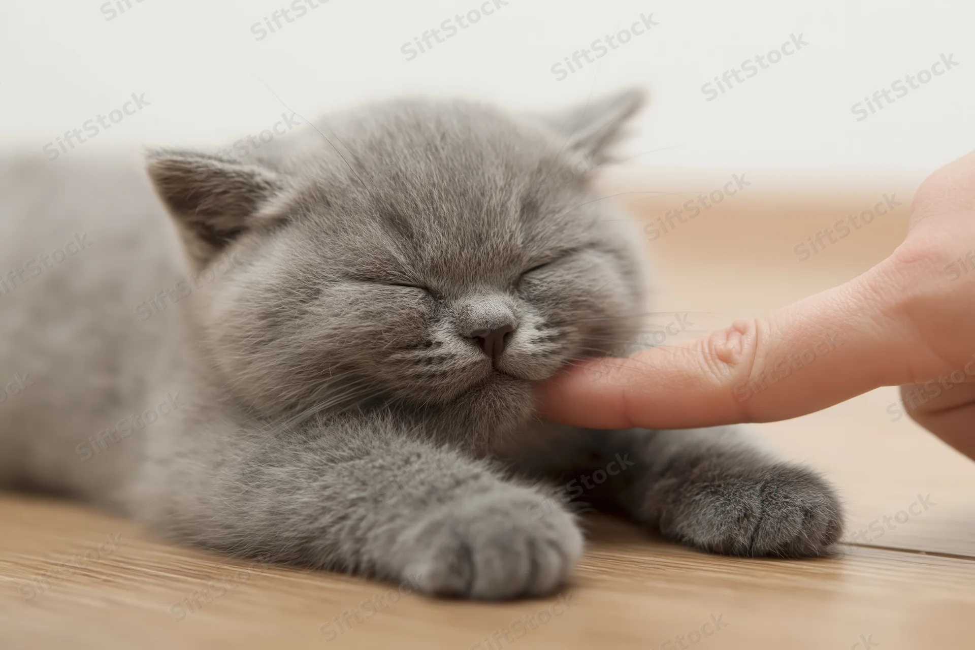 Gray british shorthair kitten sleeping on wooden floor being gently touched by a finger