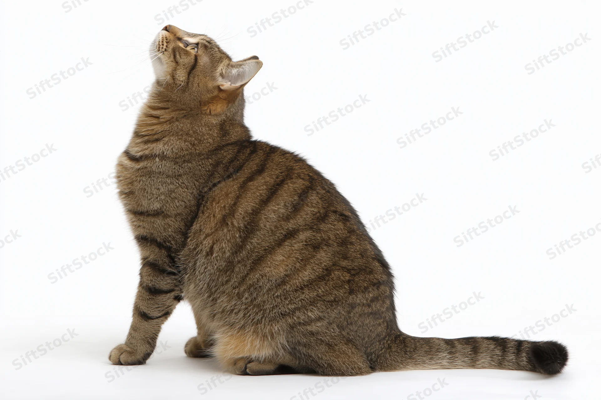Brown tabby cat sitting in profile with head tilted back against white background