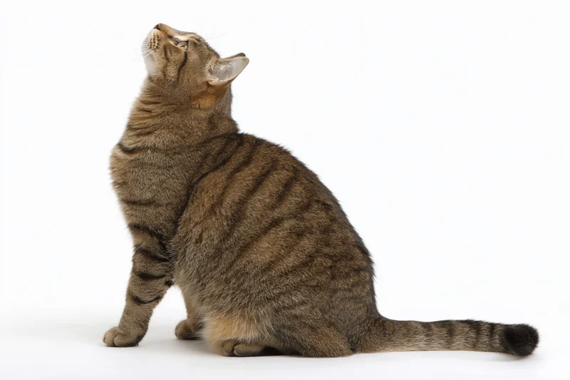 Brown tabby cat sitting in profile with head tilted back against white background