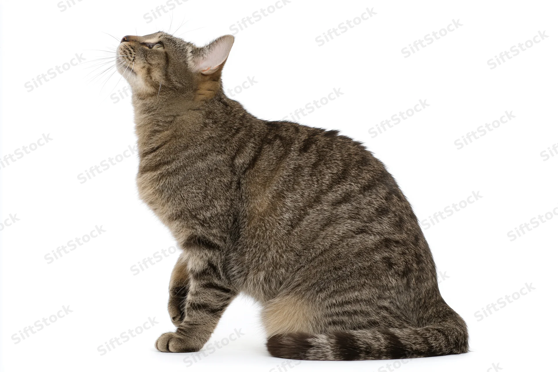Brown tabby cat sitting in profile with head tilted back against white background