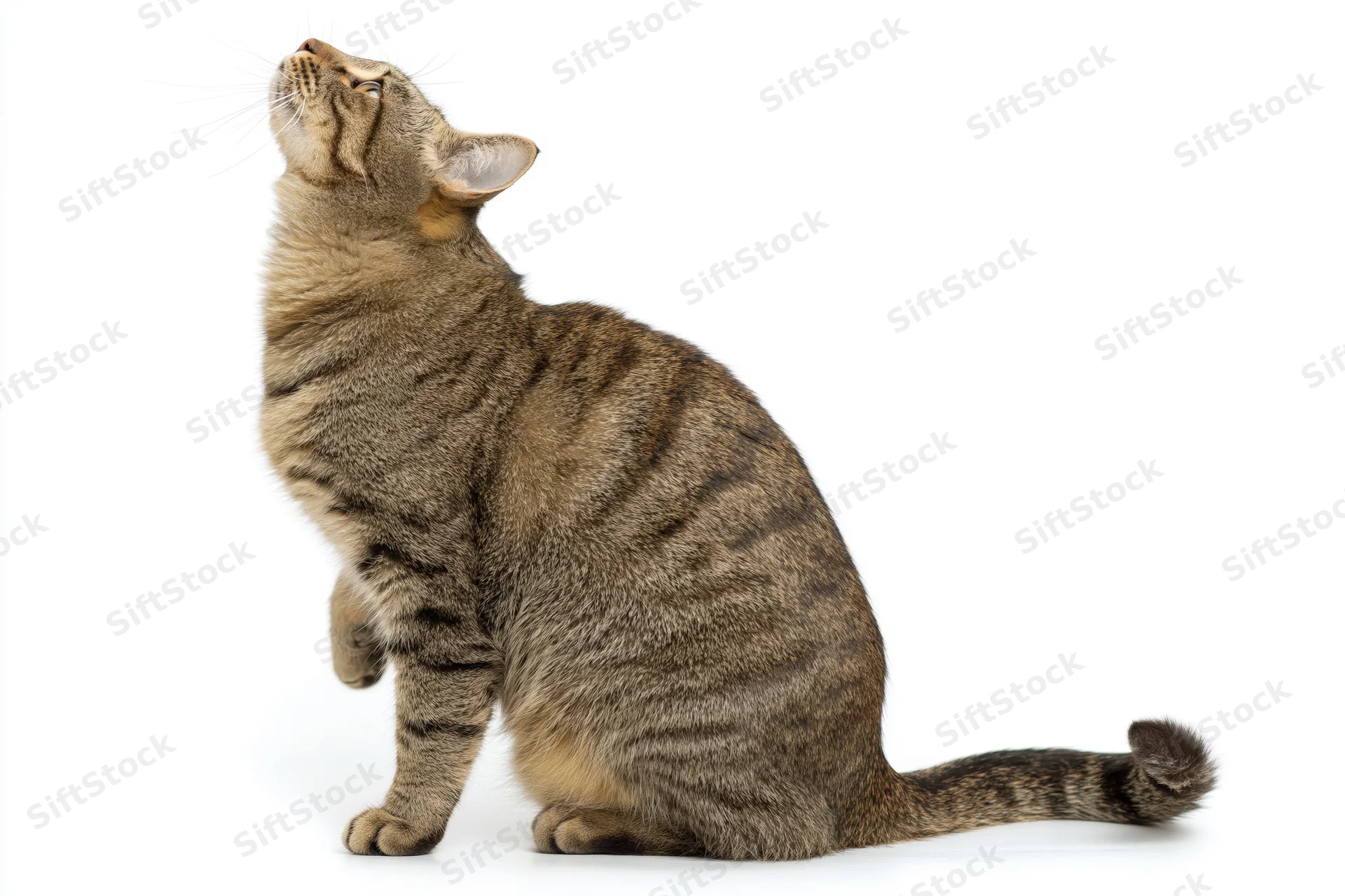 Brown tabby cat sitting in profile with head tilted back against white background