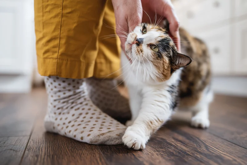 Calico cat nuzzling a person's hand on a wooden floor indoors