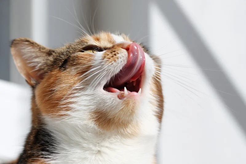 Calico cat licking its nose while looking upward in bright sunlight