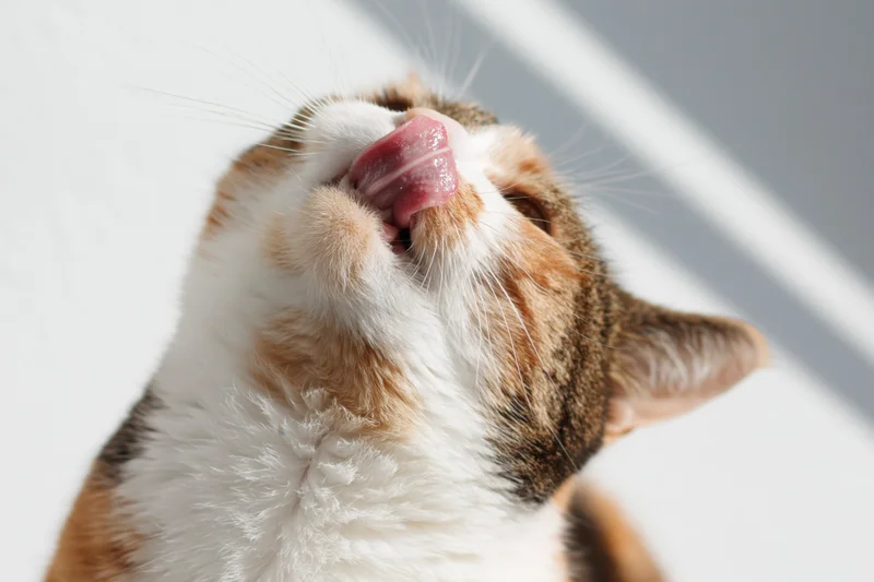 Calico cat licking its face upward in closeup view