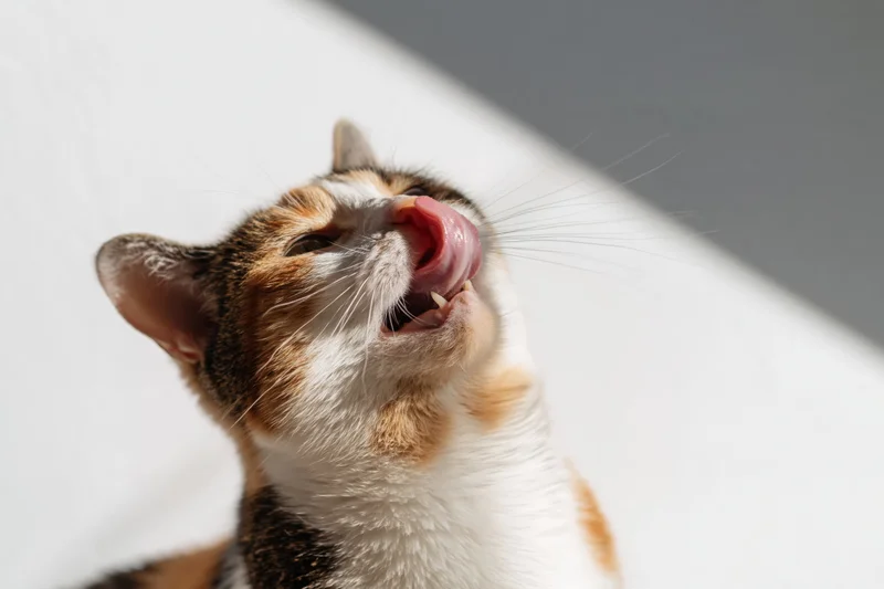 Calico cat licking its face upward in bright sunlight indoors