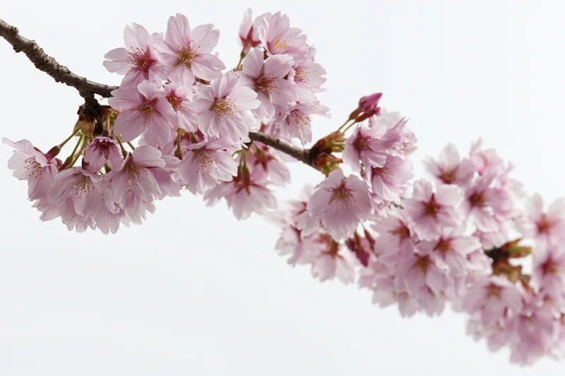 Cherry blossom branch in full bloom arching diagonally across a bright sky
