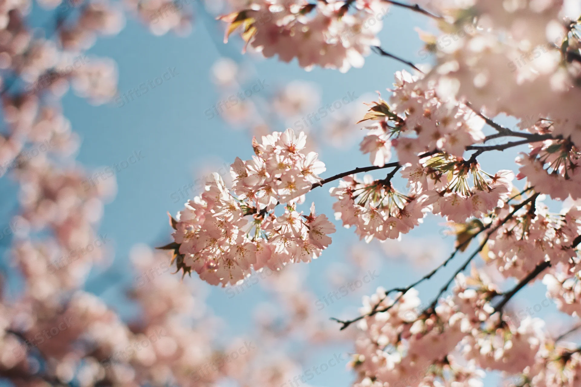 Cherry blossom branch in full bloom against a clear blue sky