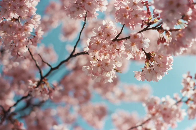 Cherry blossom branch in full bloom against a clear blue sky