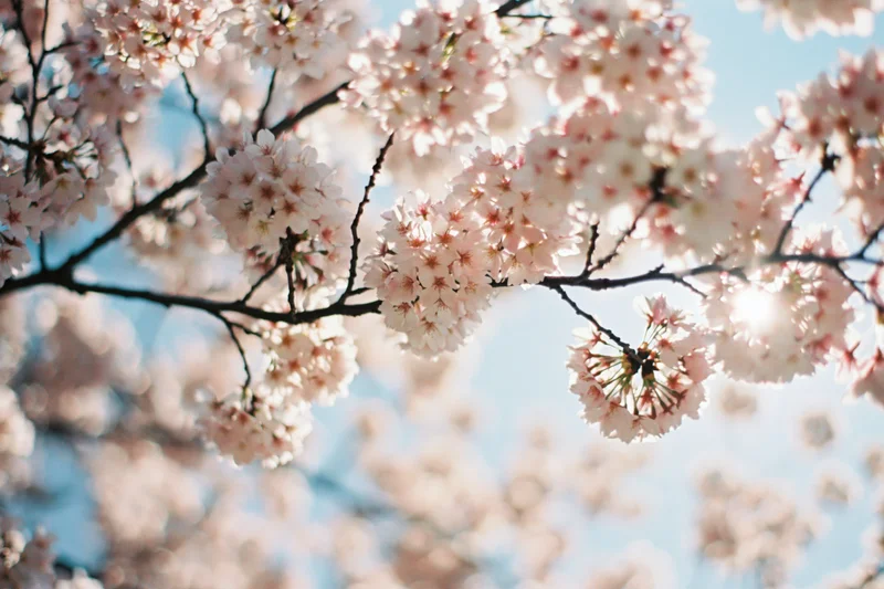 Cherry blossom branch in full bloom against a bright blue sky with sunlight filtering through the petals
