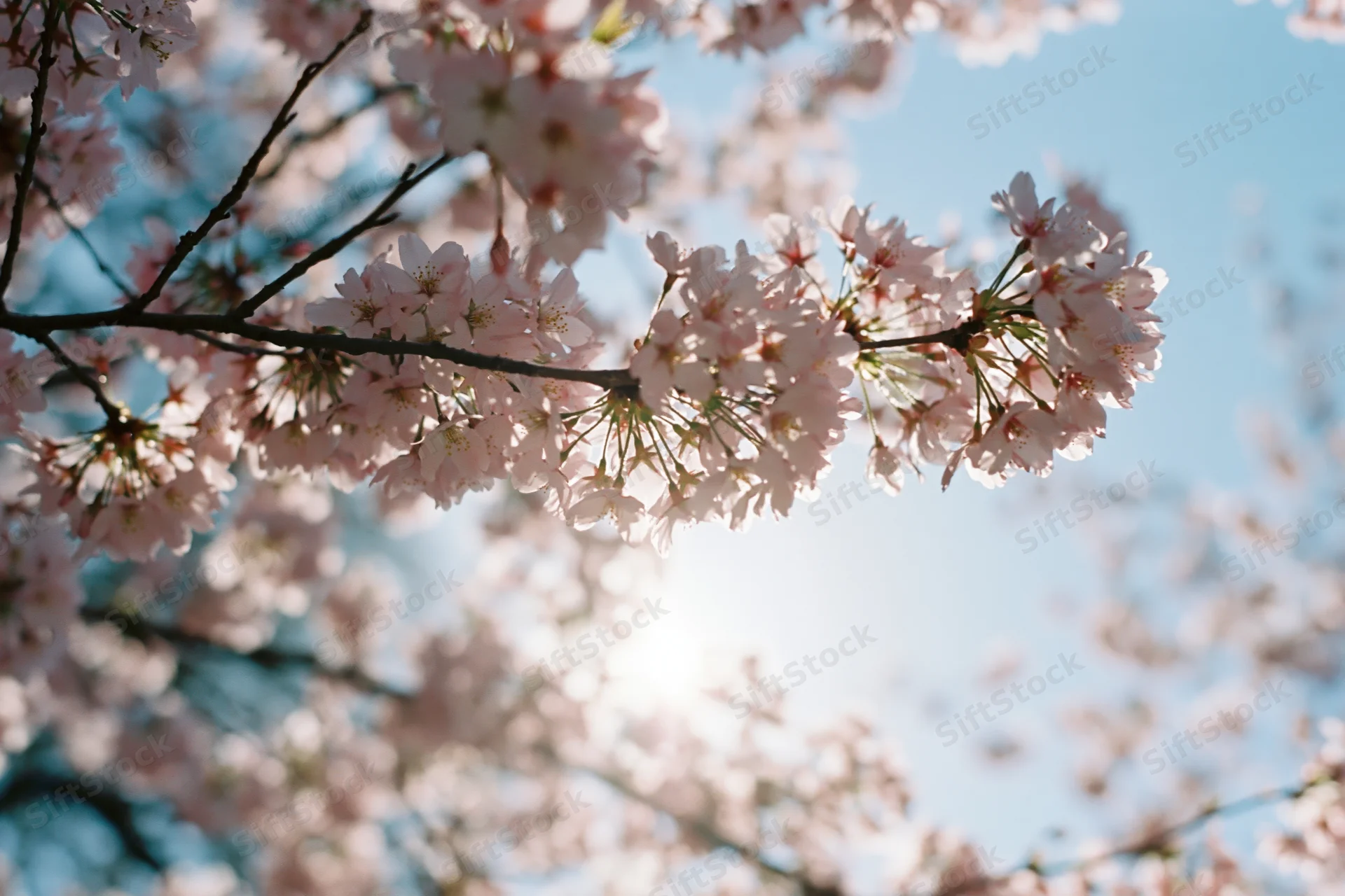 Cherry blossom branch in full bloom against a bright blue sky with sunlight filtering through the petals