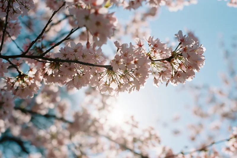 Cherry blossom branch in full bloom against a bright blue sky with sunlight filtering through the petals